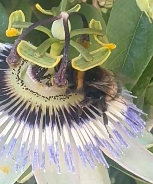 Bee Passion