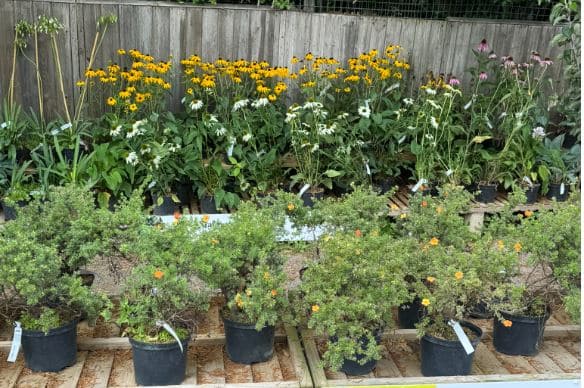 Shrubs and plants