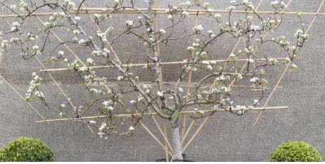 Specimen Trees