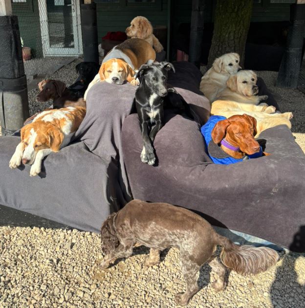 dogs in the sun